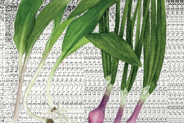 Кракен ссылка маркет